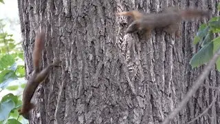 Wild The Red Squirrel (5) In Defense Of His Territory