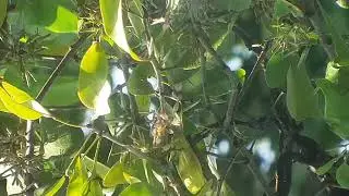 the life of birds in the wild with soothing music
