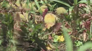 Peach season is here
