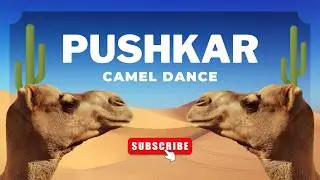 Pushkar Camel Fair | Camel Dance | Reason To Visit Pushkar 2025