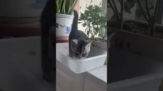 thats what I call a smooth landing🤣🤣🤣 #pet #cat #funny #cute #Shorts