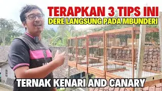 3 Tips Pengkondisian Kenari Betina Supaya Cepat Produksi. Udah Pernah Nyobain Belum?