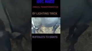 AMAZING TRANSFORMATION OF ANIMAL IN JUST 28 SECOND. #shorts , SANDMEDITATION , #SAND MEDITATION ,#SM