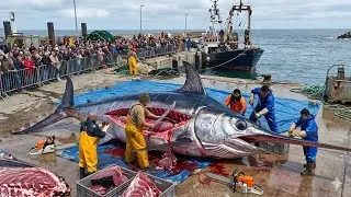 Охота на гигантских меч-рыб в глубинах океана – изнутри европейской империи коммерческого рыболов...
