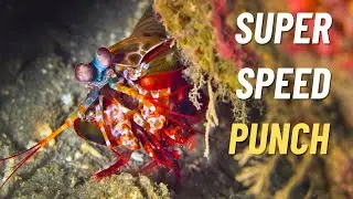 Marine Wonders: The Mantis Shrimp