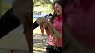 Iguanas cold stunned in Florida