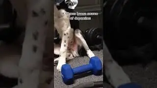 Comment what your biggest source of dopamine is? 🐶😊 #RontuFitness #cute dog #Fitness