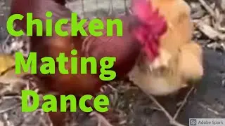 Chicken Mating Dance With Foghorn Leghorn Rooster And Hens