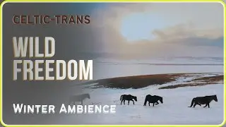 WINTER's SILENCE: A Cold Calm for the Soul | Meditative Soundscape