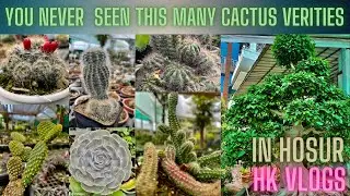 Different cactus verities from 75 rupees to 1 lack || different bonsai plants and its prices #vlogs