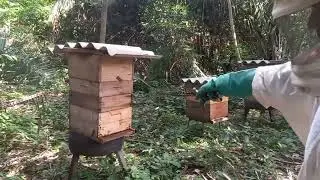 Porque abelha abandonou a caixa