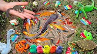 Menangkap ikan hias warna warni di kolam, ikan mas, ikan besar, ikan lucu, ikan cupang, ikan lele