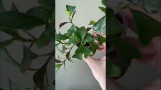 Hoya manipurensis making a comeback. Check description for details. #hoya #hoyacollection