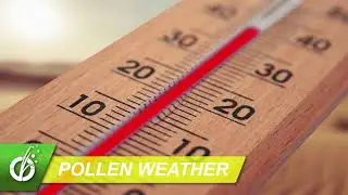 Seasonal Allergy Forecast: Pollen Counts, High Mold Levels, August 24, 2020