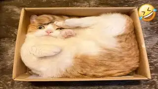 Funny Animal Videos 2023 😂 - Funny Cat & Dog Vines Compilation 2022 🐶🐱 #43
