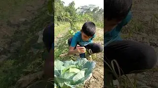 Pata kopi cinematic shot #framing #youtubeshorts #nature #villagerlifestyle #trending #viral ￼