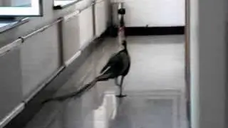 A lost peacock...Part II