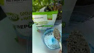 Перезагрузка растения после этой подкормки