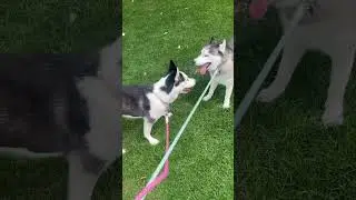 Ling or queen #puppy #dog #huskies #dogbreed #husky