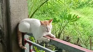 Cat keep balancing on grills while napping🐈🐾🐾😻😺🏡
