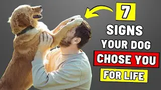 7 Signs Your Dog Chose You FOR LIFE