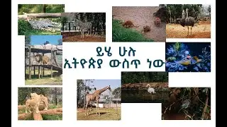 🔴Unity Park Ethiopia See Amazing Animals#Like#