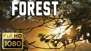 RELAXING MUSIC - FOREST | Nature Sounds, Sleep Music, Meditation, Sport, Motivation, Background