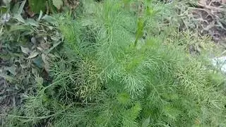 ओवा, ओव्याचे झाड मी आज पहिल्यांदा पाहिले आहे.तुम्ही पाहिले नसेल तर व्हिडिओमध्ये पाहून घ्या