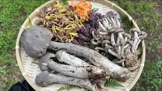 今年も秋きのこ狩りが開幕　シャカシメジやオオムラサキアンズタケ、ハイカグラテングタケなど