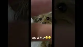 Mini dog version of ocean eyes 👀 😂🤷&zwj;♀️ #minidog #cutepuppy #fypシ゚viral #smalldog #tinydog #cute