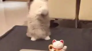 gato ben