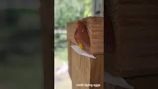 Moth (Pink-striped Oakworm Moth) laying her eggs, part 2