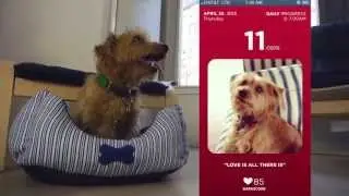 Introducing FitBark - A super tiny dog activity tracker