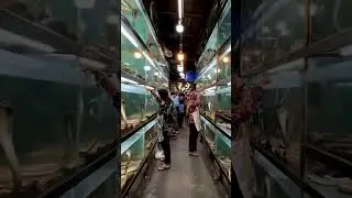 పాముల మార్కెట్ #shmarika #snake #reptiles #snakehead #animals #food