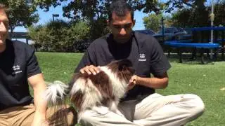 Gucci, an adoptable dog