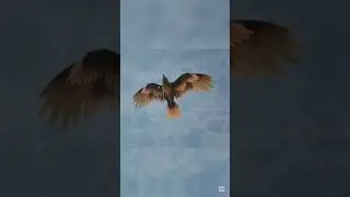 Argentavis EDIT in ARK : Survival Ascended !