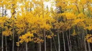 Шуберт - Серенада (1)