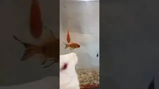 Bunny with fish 🐇🐟 / Cute animals video / #shorts #animals #youtubeshorts #viral #viralvideo #fyp