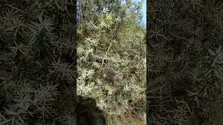 Tr&eacute;sors de la garrigue: le cade #nature #plantesmedicinales