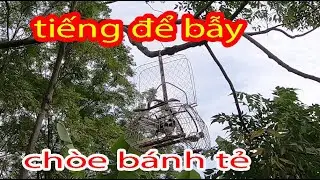tiếng chòe than non tập hót tiếng chuẩn để bẫy bánh tẻ năm 2021