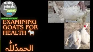 Examining Goats for Health 🐐✨ #FarmLife #Animals #Farming #Livestock