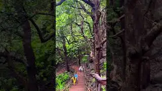 #mpforest
