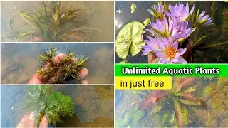 How to collection aquarium plant in nature || unlimited Aquatic Plants || Free Plants collection
