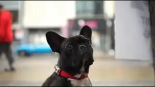 Lostmydog.ca Video Teaser 2