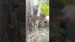 #ASMR sounds #cutting  bamboo tree