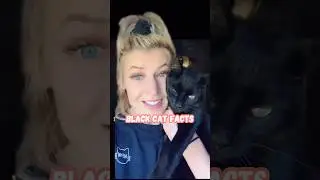 Happy National Black Cat Day!!! 🐈&zwj;⬛ #nationalblackcatday #blackcatday #blackcatfacts #catfacts