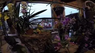 Orchideenschau 2015 - Keramikscheune Spickendorf
