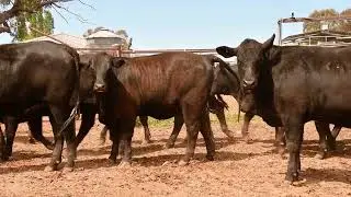 55 Angus x Feeder Heifers A/c Gartmore PTY LTD