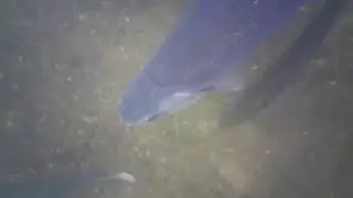 Trout and about!! FishSpy Echo Pro camera footage