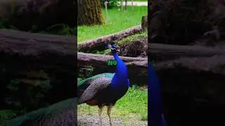 Beautiful but wild animals!#beautiful#lovers #animals #lovers #facts